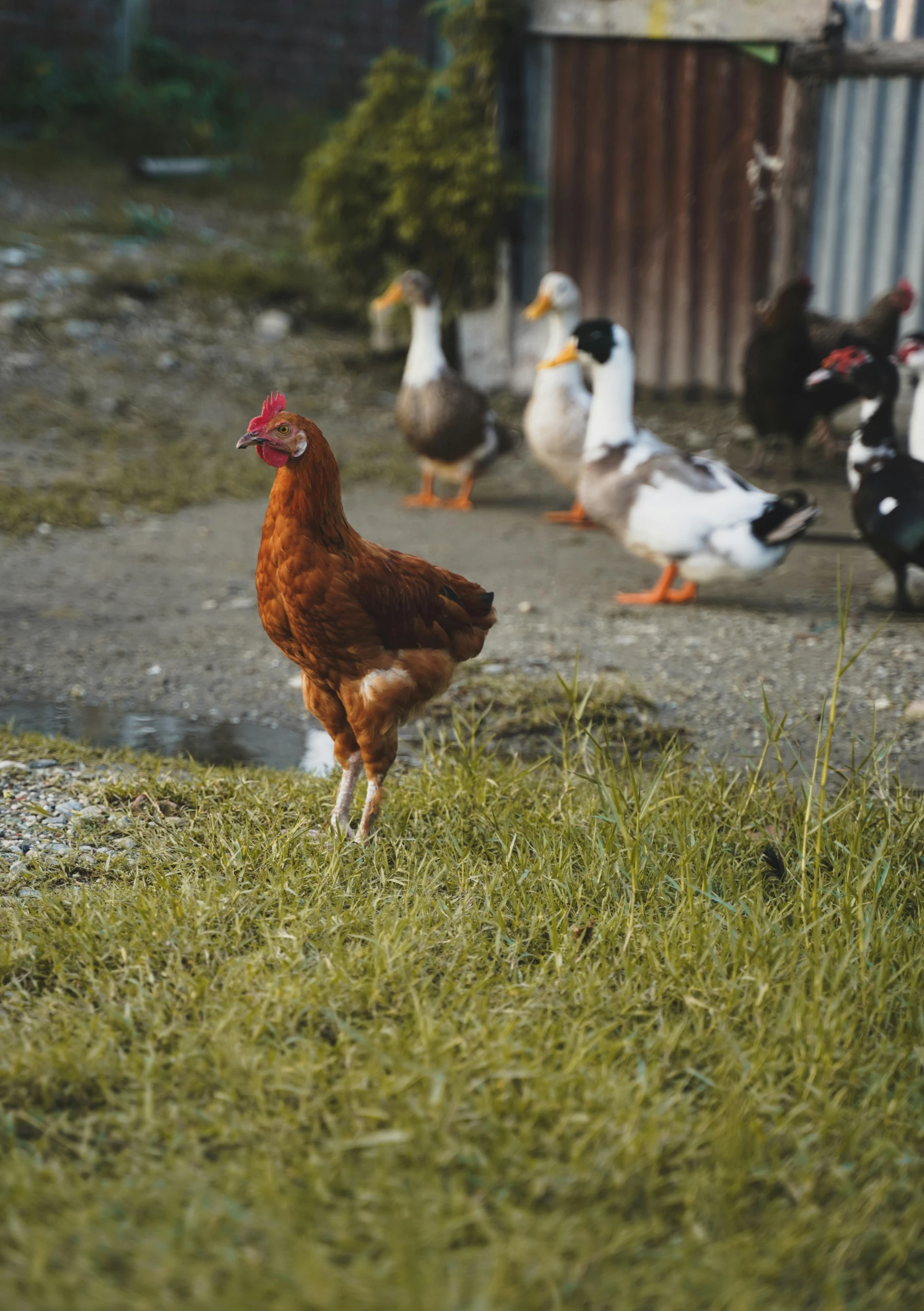 a group of birds walking down a grassy area