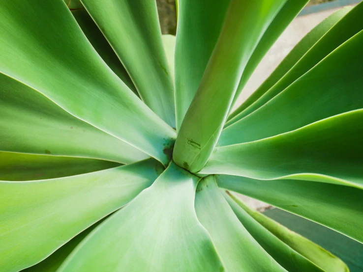 close up view of the leaves on an aloei plant