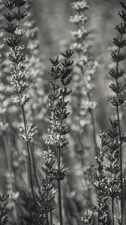 a group of small flowers sitting next to each other