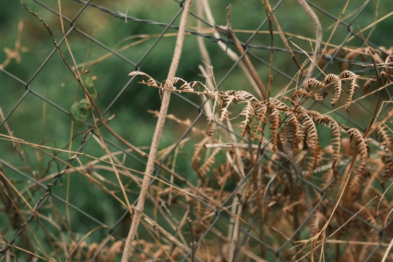 an old leafy plant near a chain link fence