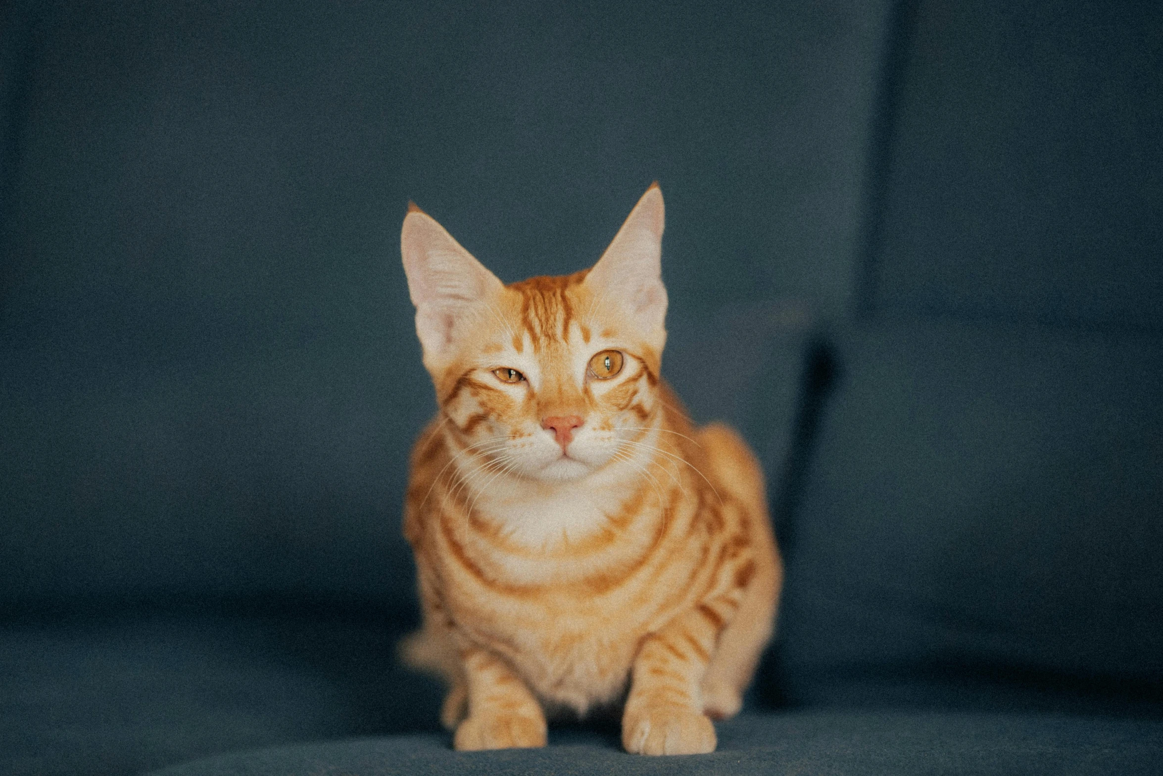 an orange cat with brown spots sitting on a blue surface