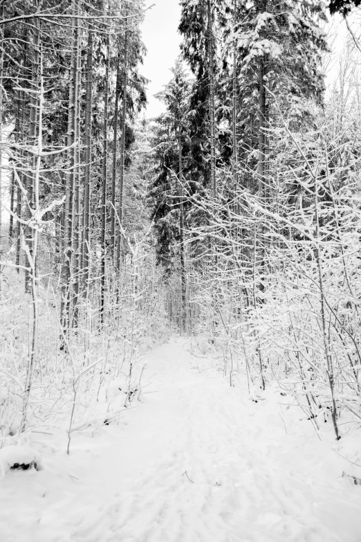 black and white image of snow covered path in woods