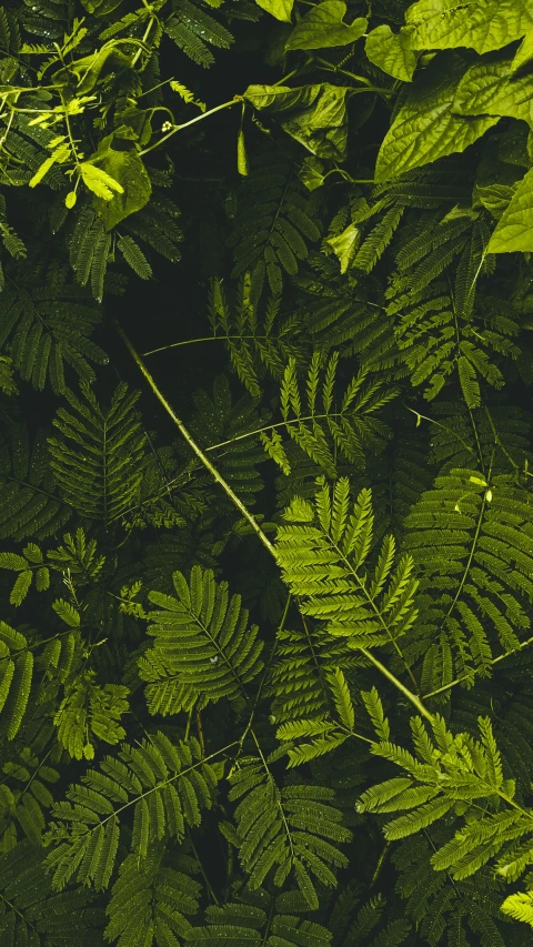 ferns are green and leaves have yellow markings