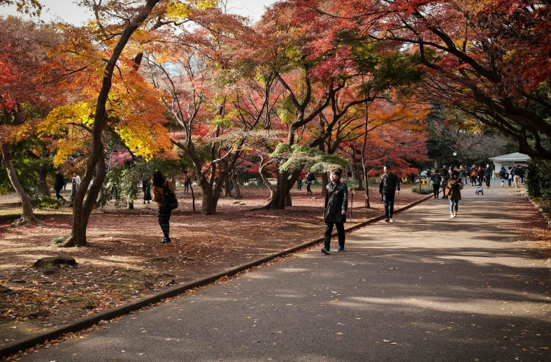 a group of people walking down a tree lined pathway