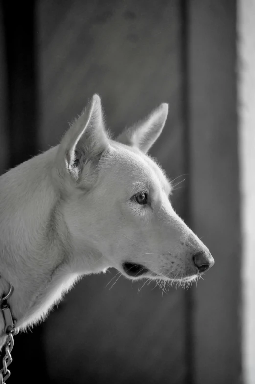 a black and white po of a dog with leash on