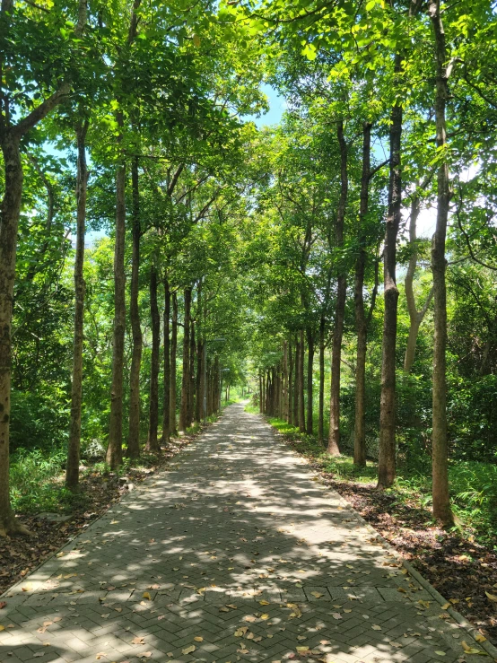 a paved path is between some trees on both sides