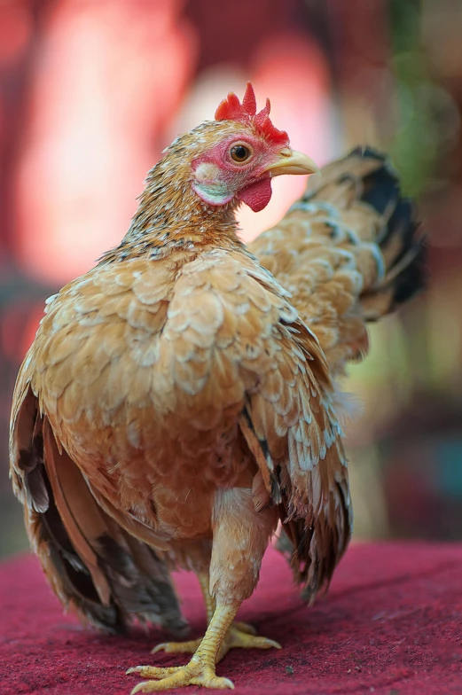 an image of a hen that is standing on a table