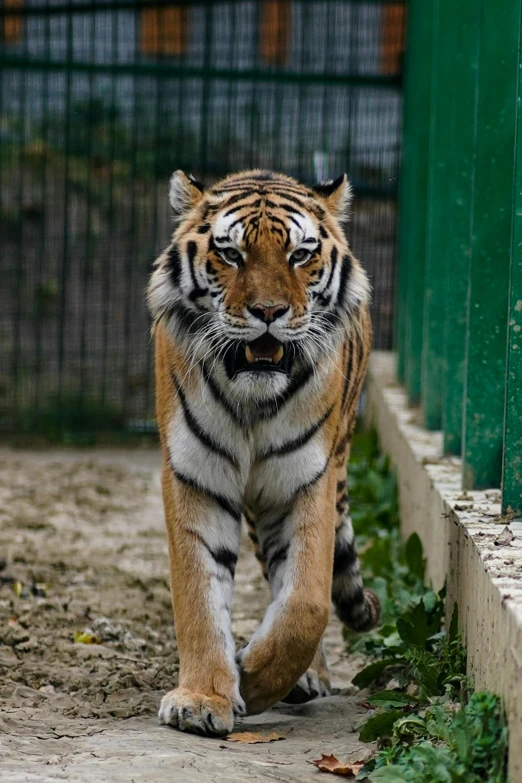 a tiger walking along a dirt path near a fence