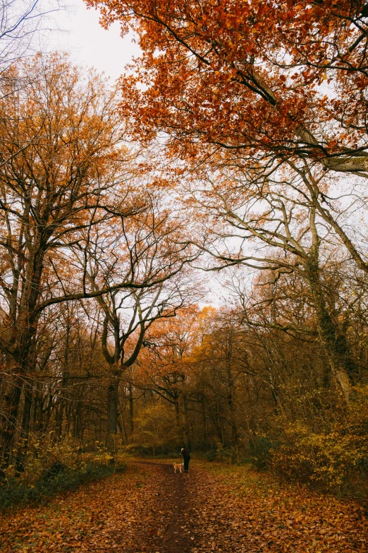 an alley in the woods has brown leaves on it