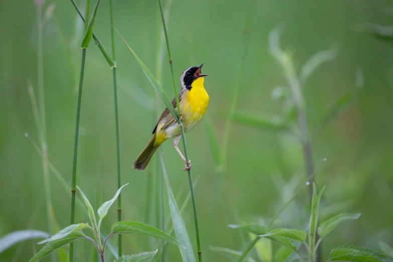 a bird is perched on a twig next to tall grass