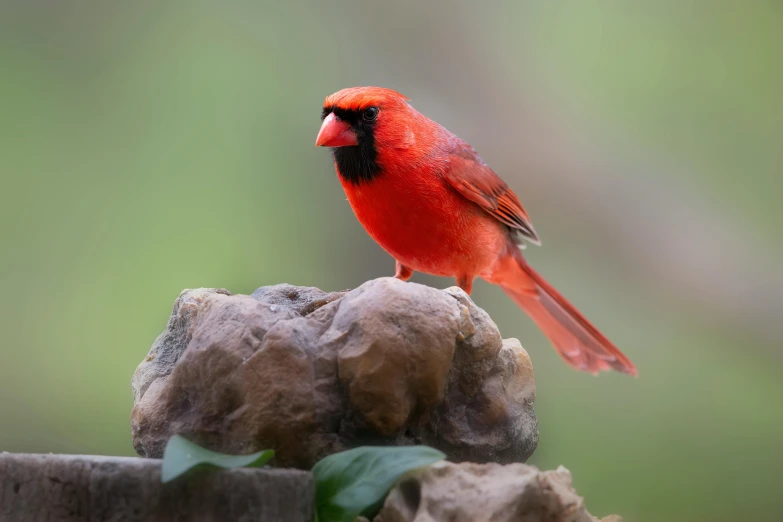 a red bird stands on some stones
