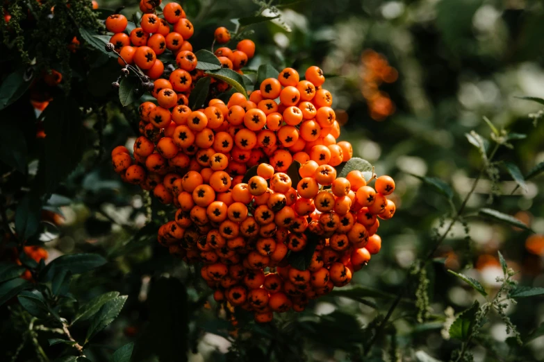 a bunch of small orange berries growing on a tree