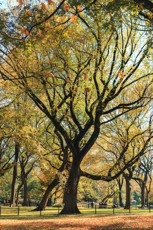 a large group of trees near a park