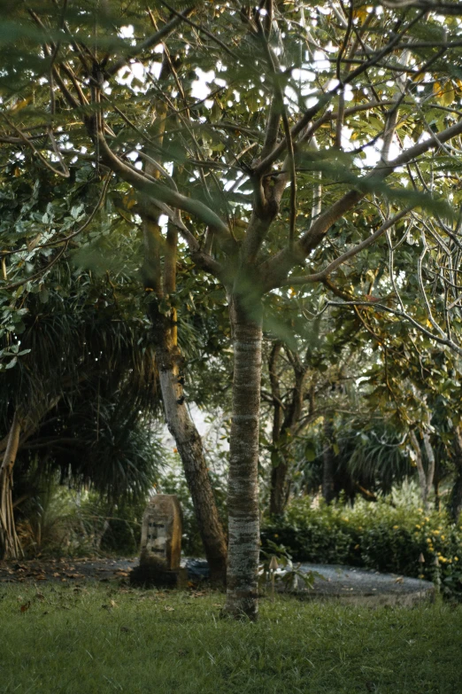 the ground is covered in lots of green plants and trees