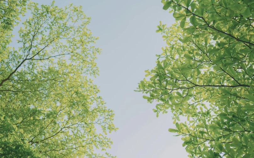 trees reaching up into the blue sky on a sunny day