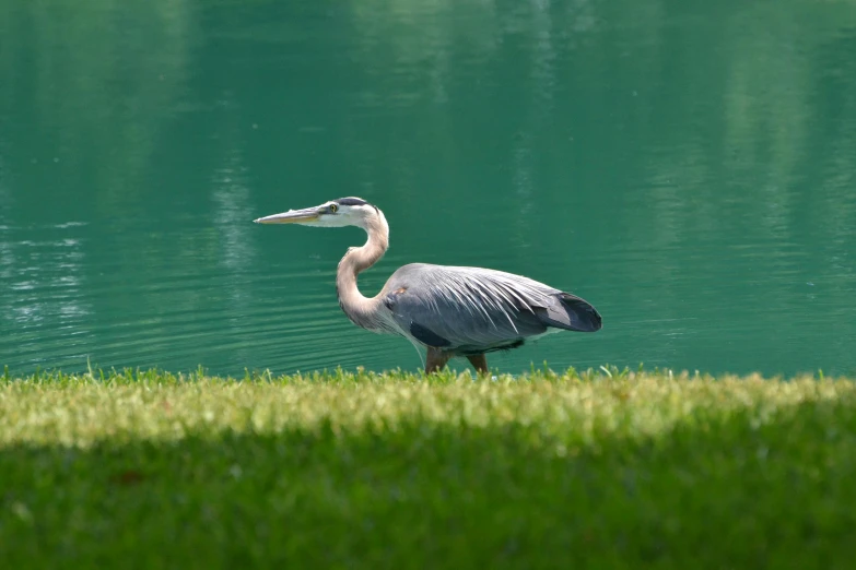 a bird standing on top of a lush green field next to a body of water