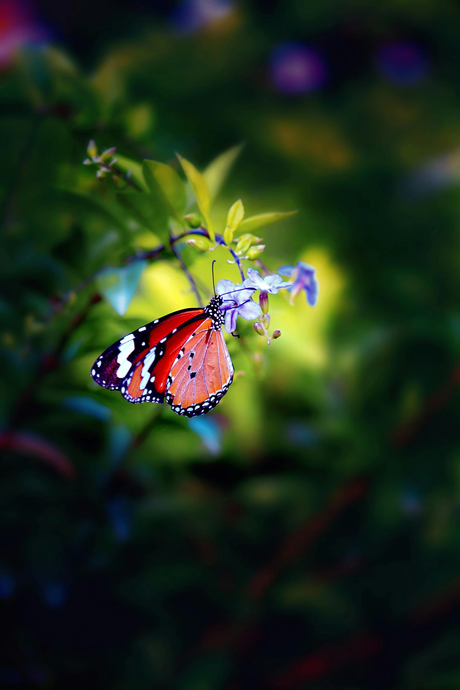 a erfly resting on a bush in the middle of a forest