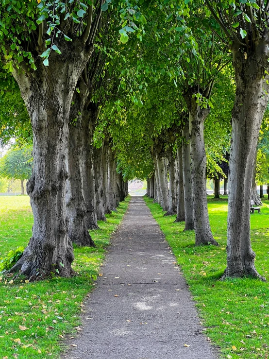 a trail splits through a grove of trees