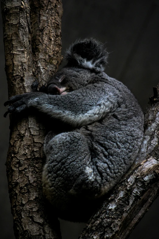 a koala is resting in the crook of a tree