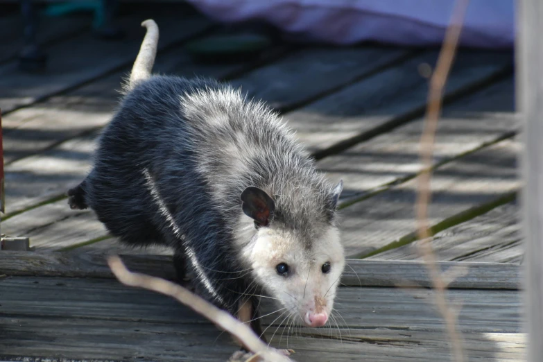 the very cute rat walking on the boardwalk