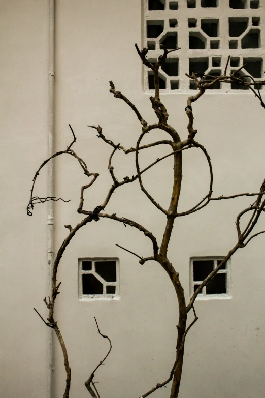 this is a view of a tree in front of a building