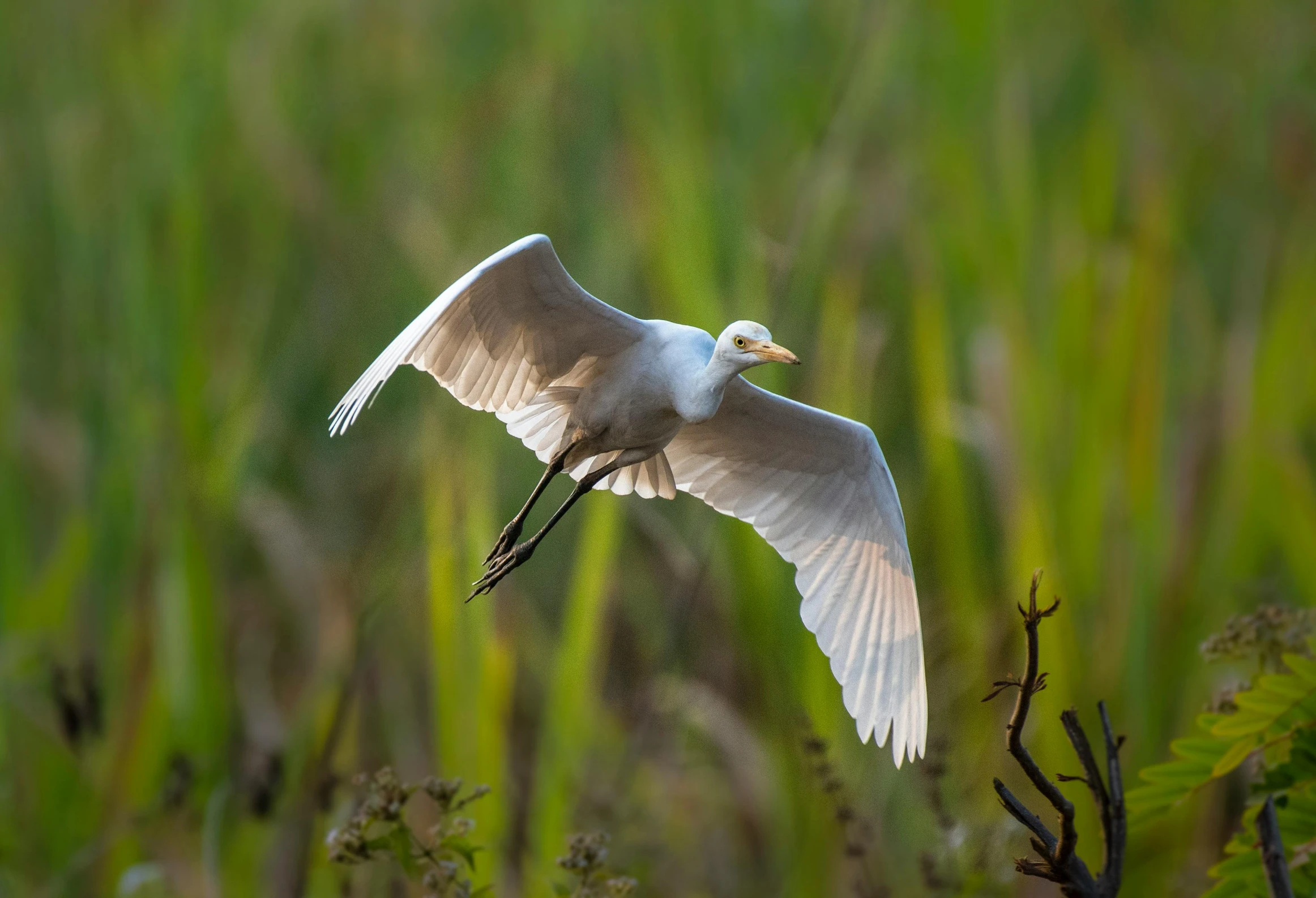 a bird is flying low over some tall grass