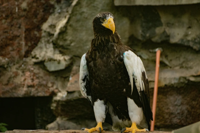 an eagle is standing on top of the rock