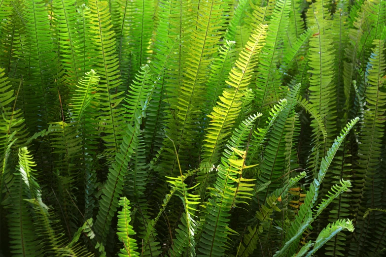 the lush green leaves of a fern plant are lit from above