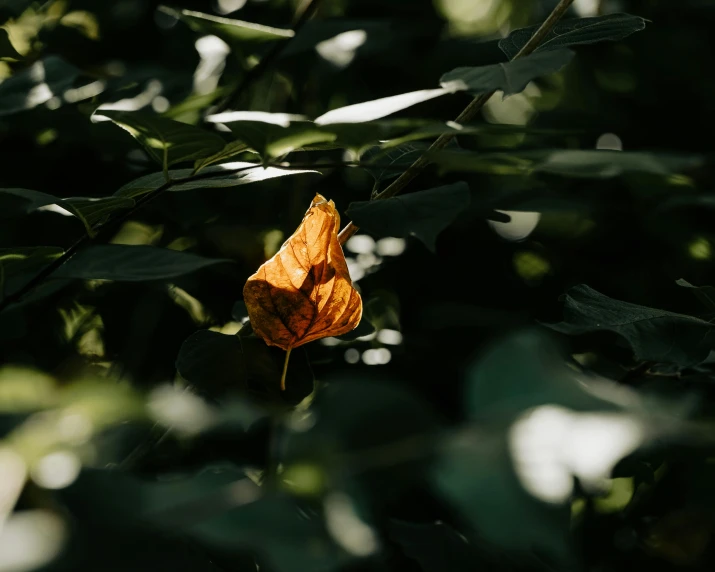 a leaf with no leaves on it