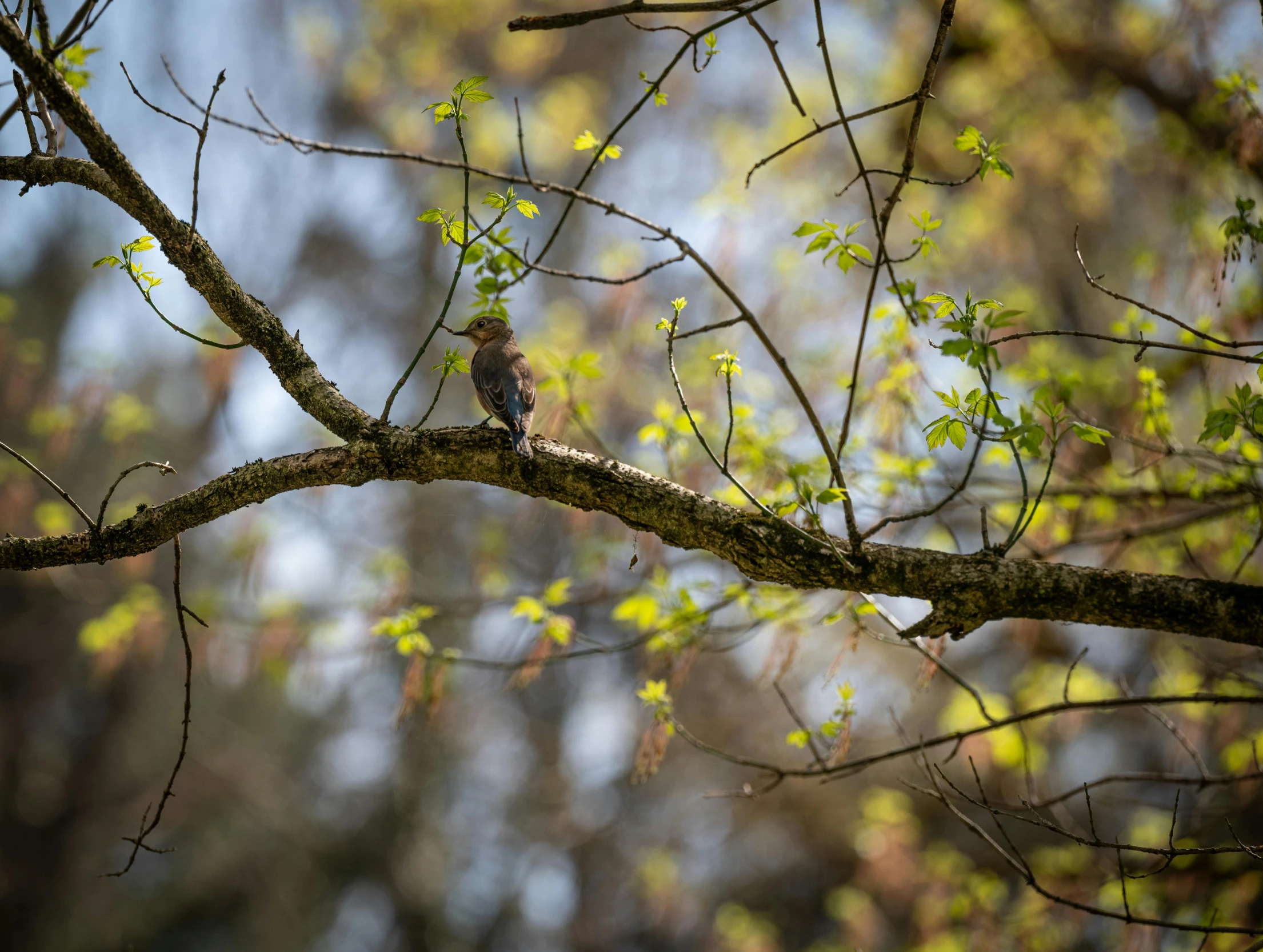 the small bird sits on the nch of a tree