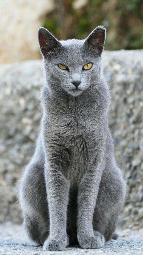 a grey cat sitting on a rock