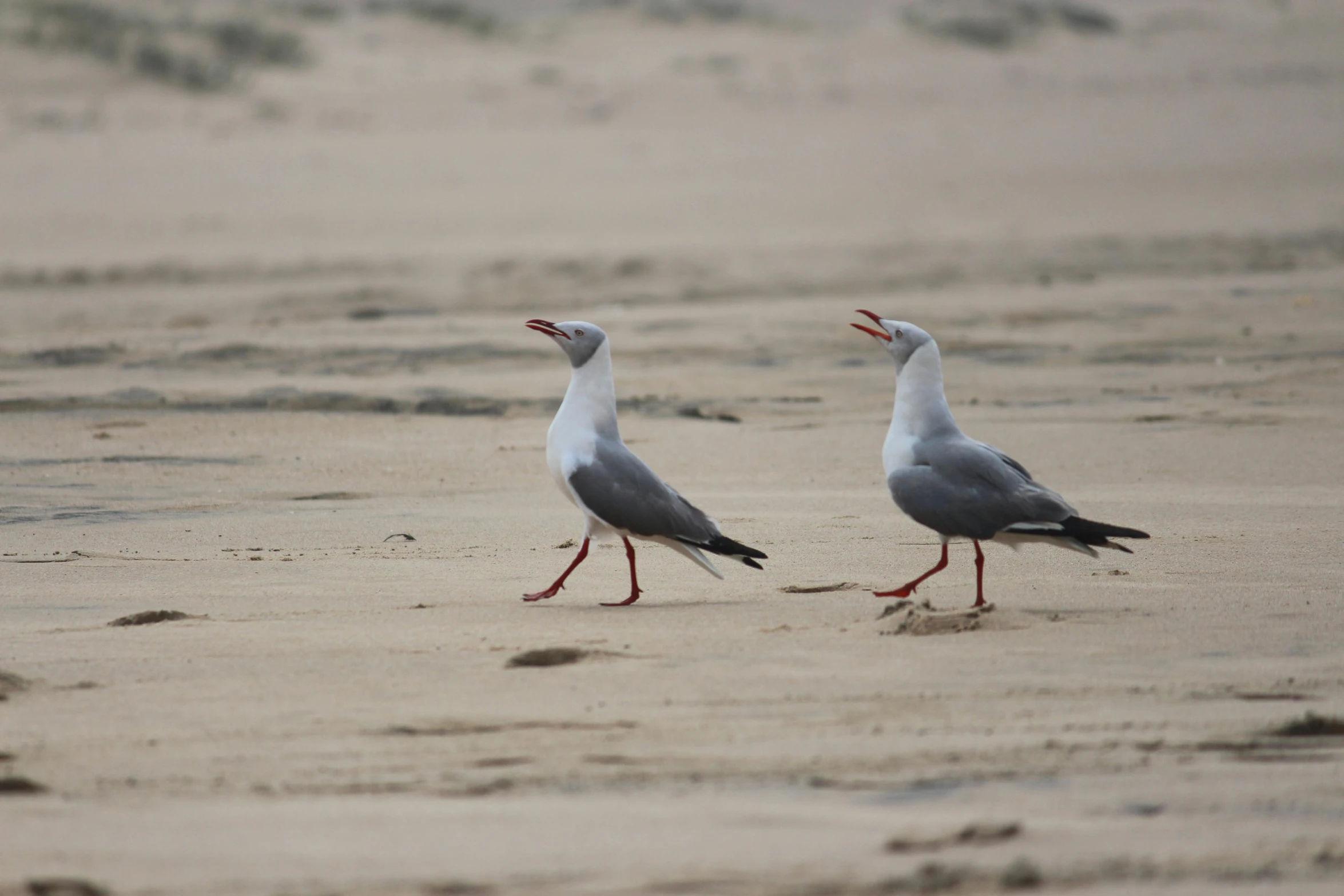 two gray and white birds walking around on a beach