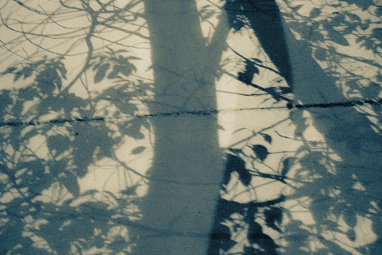 shadow of tree against blue background with long shadow on concrete floor