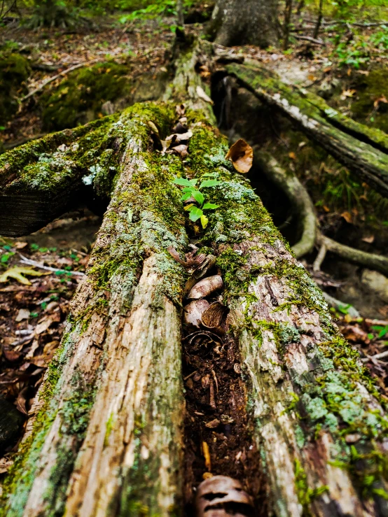 a group of trees that are next to each other