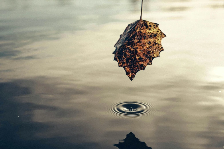 the leaf on the droplet of a dle is reflecting it's reflection