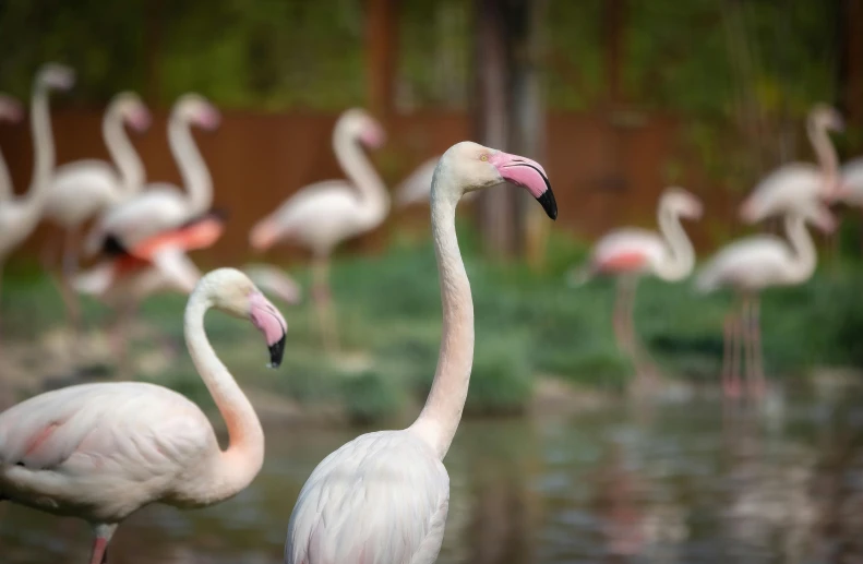 a flock of flamingos stand in the water near trees