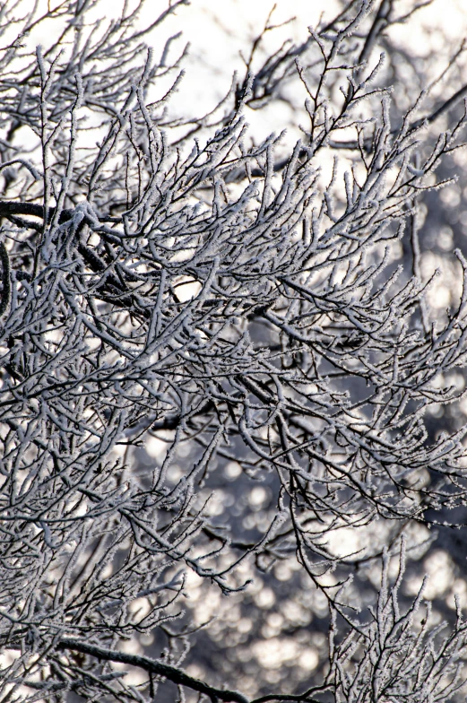 the tree limbs with ice and snow