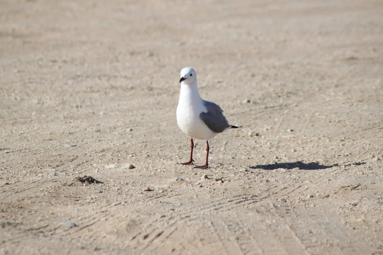 a small white bird standing in the middle of sand