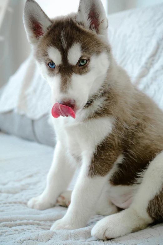 an alaskan husky is sitting on a bed