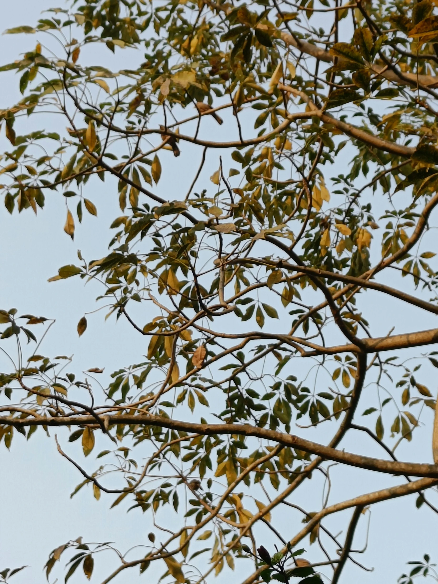 birds are in trees with leaves and sky behind them