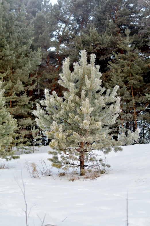 a snow covered field with a small tree