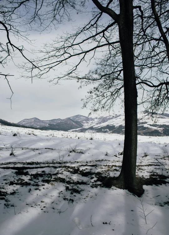 a lone tree stands in a snowy meadow