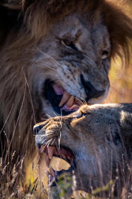 a lion snarling and biting another lion