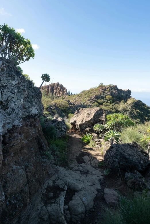 the rocks and trees on the side of a cliff