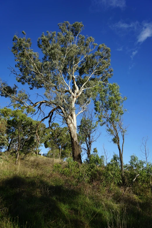 some trees stand near each other in a grassy field