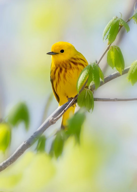 a small yellow bird perched on top of a tree nch