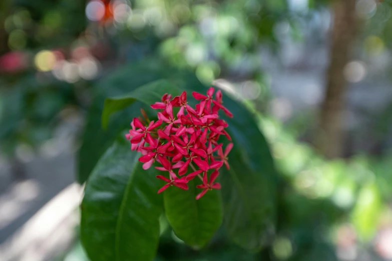 a close up of a small red flower