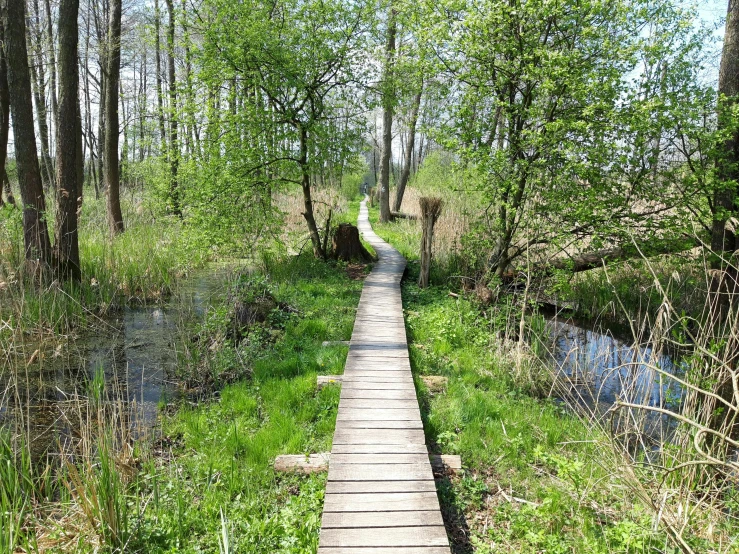 an empty bridge over the river in the woods