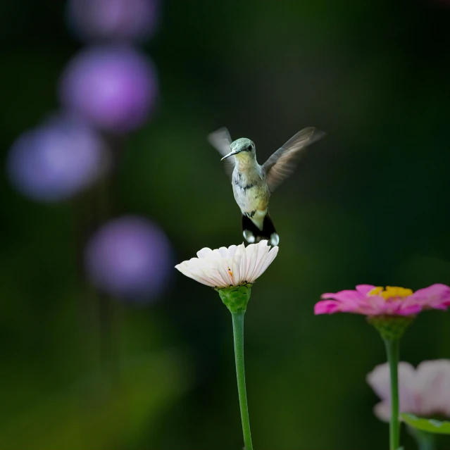 small hummingbird hovering over the top of a flower