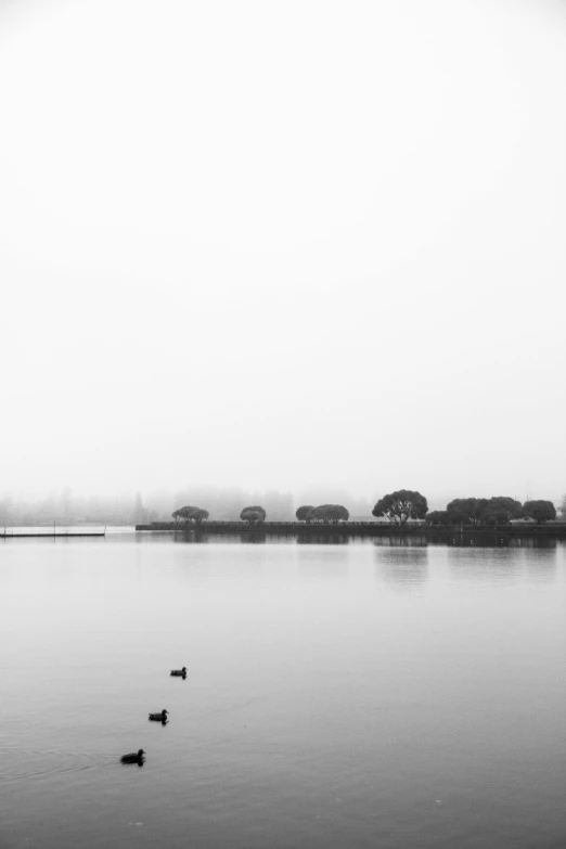 ducks swim in the water near a lake on a foggy day